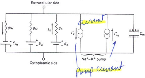 557_Determine the Voltage across the electrical model.png